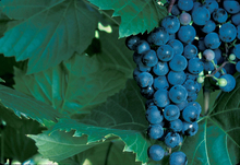large cluster of dark, purple-blue grapes on the vine
