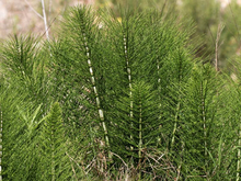 A group of plants that look like miniature evergreen trees with needles