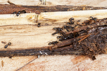 Carpenter ants eating wood