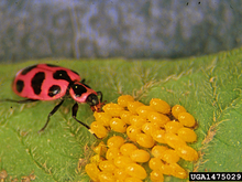 Spotted ladybeetle feeding on Colorado potato beetle eggs on a leaf. 
