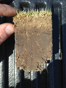 A soil core of a lawn with grass at the top, a layer of thatch and a layer of soil.