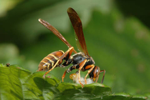 Paper wasp eating caterpillar 