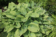 Bright green hosta plant with numerous holes in the leaves.