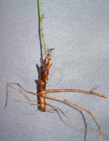 alfalfa root with severed tap root.