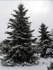 Two large dark evergreens on a snowy slope with a building in the background.