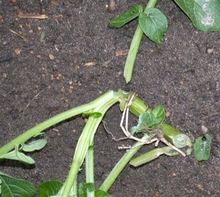 Beans stems infected by cutworm