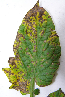 Brown spots with yellow patches on a tomato leaf