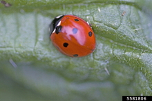 Red-orange, round ladybug with widely-spaced dark spots on a leaf.