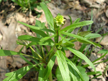 A small green plant with a tiny yellow flower