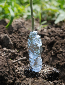 Aluminum foil around bean plant stem during transplanting to prevent cutworm infection