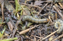 Blackish green cutworm with an orange stripe along the side, found in plant debris.