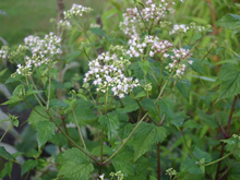 A small green bush with clusters of tiny, lavender colored flowers