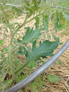 Wilted tomato plant