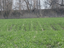 field of ankle high cereal rye, dormant trees in background