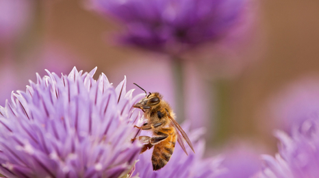 Honey bee on a chive flower.
