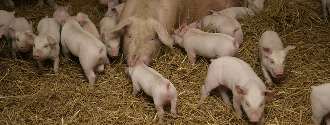 Pig and many piglets.