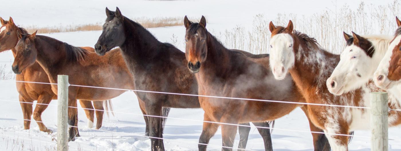 Horses along a fence in winter.