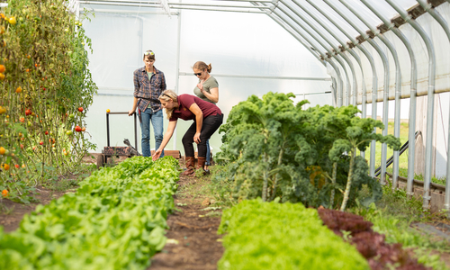Three women in high tunnel looking at lettuce.