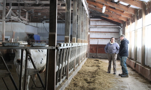 Two people talking in a dairy barn.