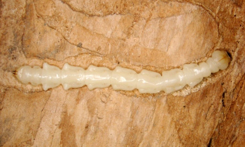Long, white emerald sah borer larva in a cross-section of wood.