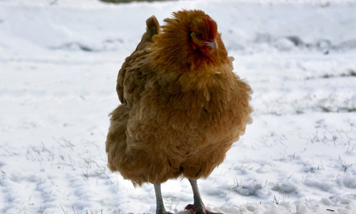 Red chicken in the snow.