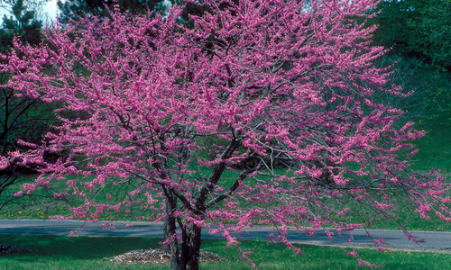 A small tree with bright pink blossoms.