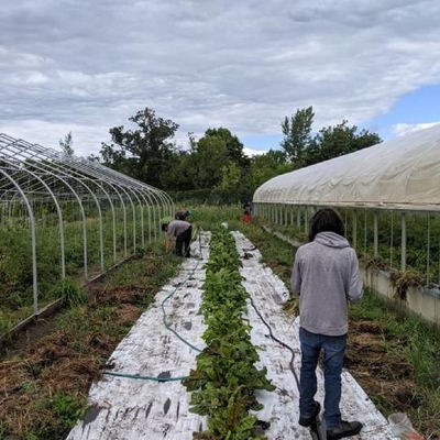 people working on gardening between two large greenhouses