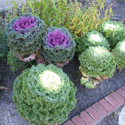 Round green, purple and white plants with wavy texture in a garden bed.