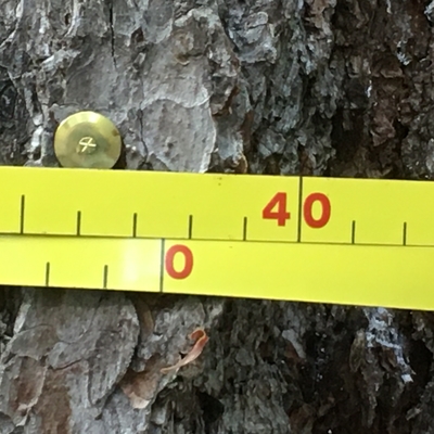 A diameter tape around a tree.