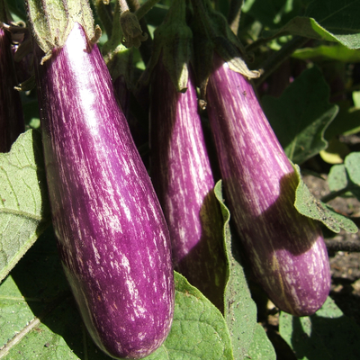 Purple and white Fairy Tale eggplants growing on plant