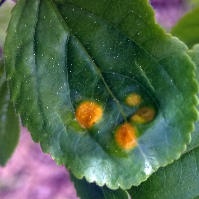  Crown rust on a buckthorn leaf.