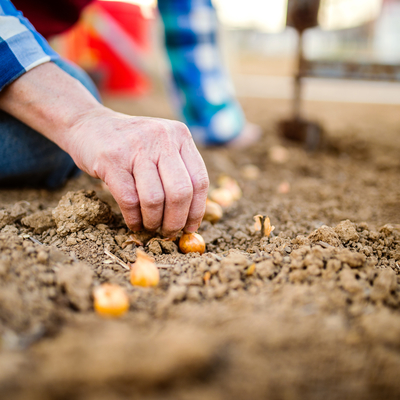Hand planting small onion bulbs in a row in dirt.