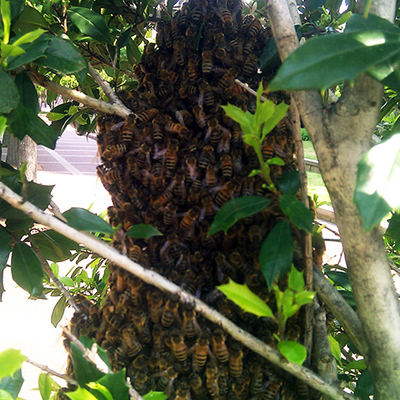 large mass of bees swarming on a tree