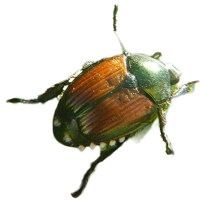 adult Japanese beetle. large, round bug with green head and orange back