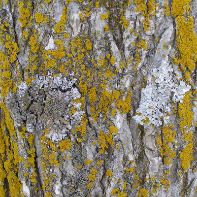 close-up of tree bark with green and gray colored patches