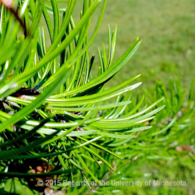 jack pine evergreen needles