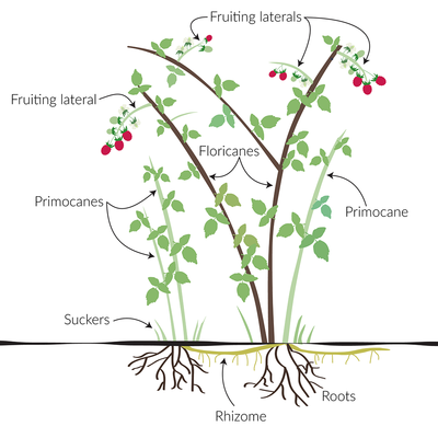 Diagram of the parts of a raspberry plant. Roots, rhizome, primocanes, floricanes, suckers and fruit are labeled.