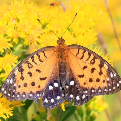 orange butterfly with brown edges and white spots. It rests upon some goldenrod flowers