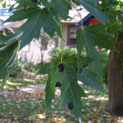 black spots on maple leaves