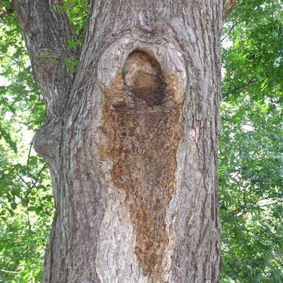 dark brown, slimy stain dripping down from a wound in a tree where a branch was cut off