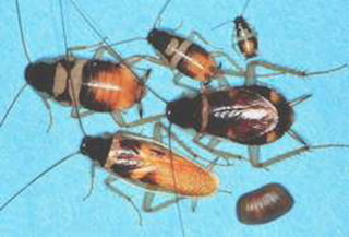 Different life stages of a brownbanded cockroach are of different sizes and colors