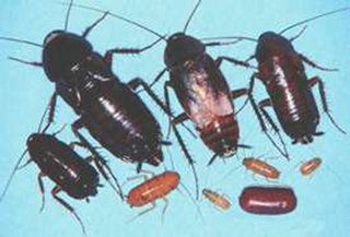 Different life stages of an Oriental cockroach are of different sizes and colors