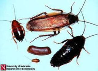 Different life stages of a Pennsylvania wood cockroach are of different sizes and colors