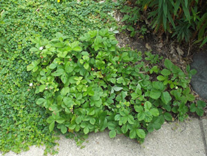 strawberry plants and other low-growing plants create a border along a sidewalk