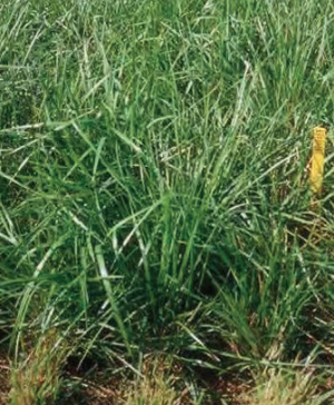 A close-up of tall grass.